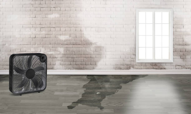 Best Water damage restoration near me  in Tamiami, FL