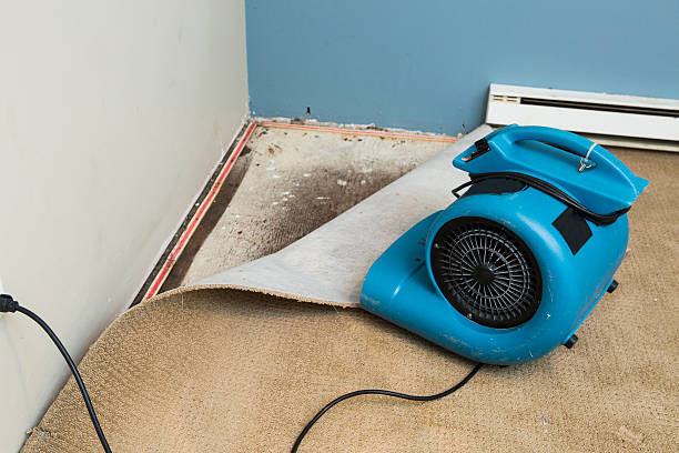 Best Water damage restoration mold remediation  in Tamiami, FL